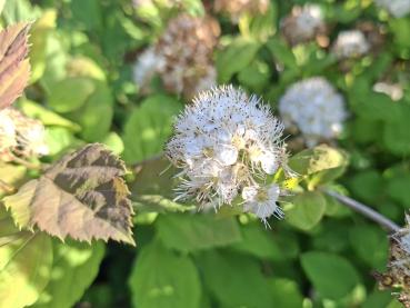 Spiraea chamaedryfolia, kvastspirea, Spiraea flexuosa