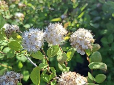Weiße Blüten der Spiraea chamaedryfolia:
