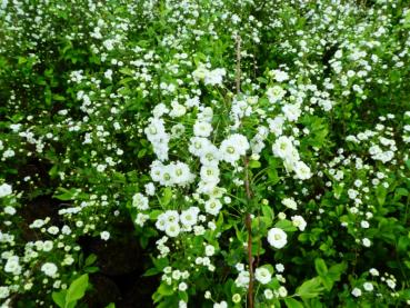 Reiche Blüte der Gefülltblühende Spiere