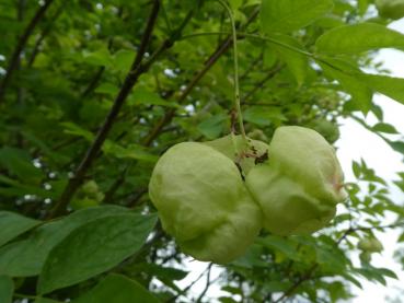 Reifende Früchte der Pimpernuss, Staphylea pinnata