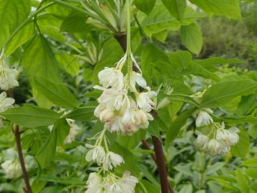 Pimpernuss mit weißen Blüten