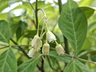 Amerikanische Pimpernuss - Staphylea trifolia