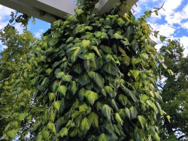 Hedera colchica Sulphur Heart