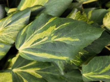 Hedera colchica Sulphur Heart