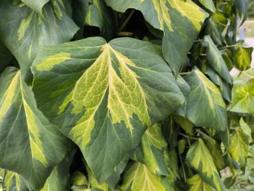 Hedera colchica Sulphur Heart