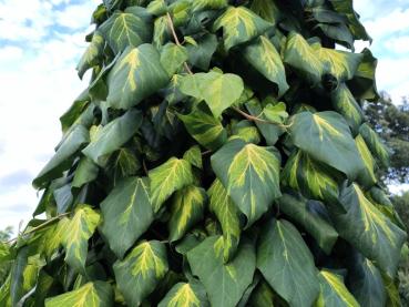 Hedera colchica Sulphur Heart