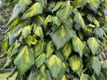 Hedera colchica Sulphur Heart