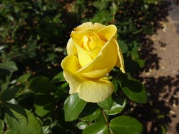 Rosa Sunstar ®