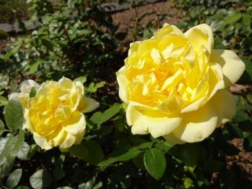 Rosa Sunstar ®