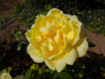 Rosa Sunstar ®