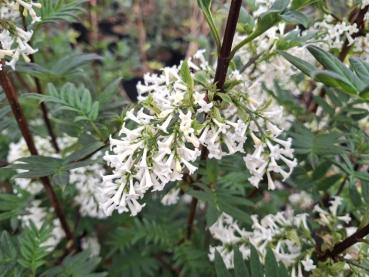 Syringa pinnatifolia - Fiederblättriger Flieder