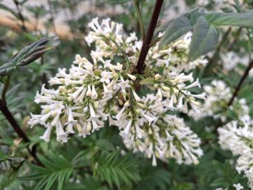Preview: Fiederblättriger Flieder mit weißen Blüten