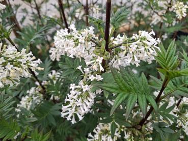 Preview: Weiße Blüten des Fiederblättriger Flieder im April