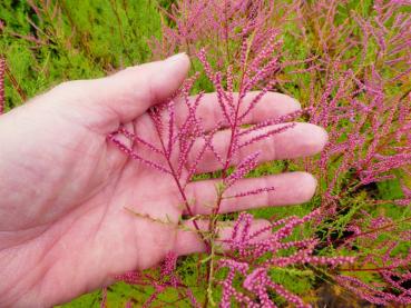 Tamarix tetrandra - Viermännige Tamariske