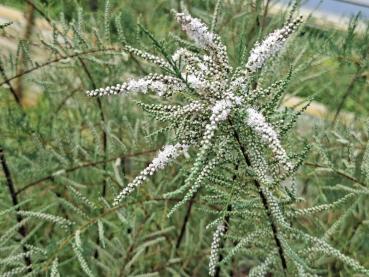 Tamarix ramosissima Hulsdonk White - Höst-tamarisk Hulsdonk White
