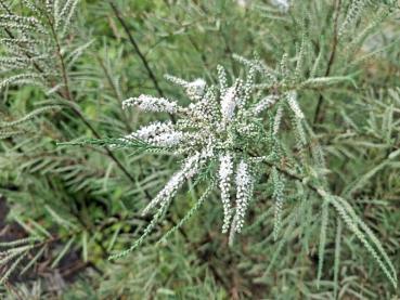 Preview: Höst-tamarisk Hulsdonk White, Tamarix ramosissima Hulsdonk White