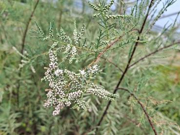 Preview: Höst-tamarisk Hulsdonk White, Tamarix ramosissima Hulsdonk White