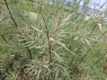Preview: Höst-tamarisk Hulsdonk White, Tamarix ramosissima Hulsdonk White