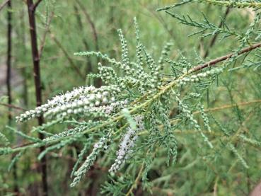 Höst-tamarisk Hulsdonk White, Tamarix ramosissima Hulsdonk White