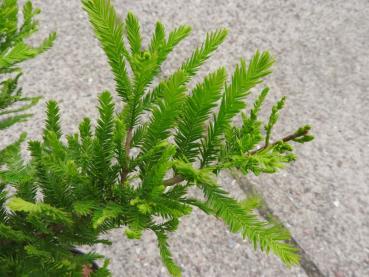 Taxodium distichum Peve Minaret - Sumpfzypresse Peve Minaret