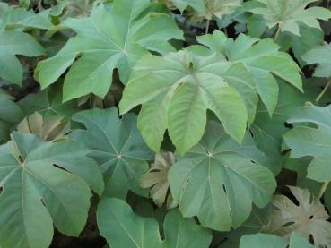 Tetrapanax papyrifer Rex - Reispapierbaum