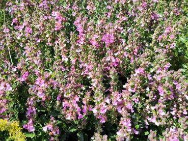 .Teucrium chamaedrys