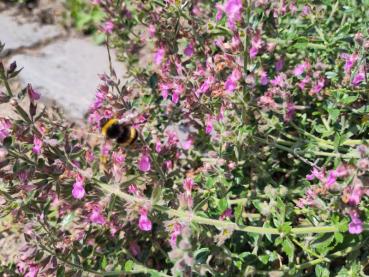 Der Wintergrüne Gamander ist eine gute Hummel- und Bienenweide