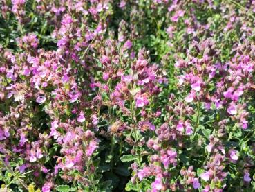 .Teucrium chamaedrys