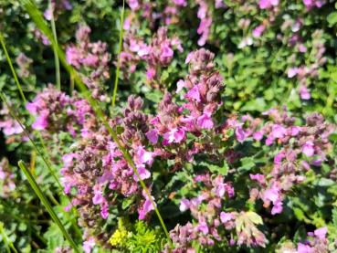 .Teucrium chamaedrys