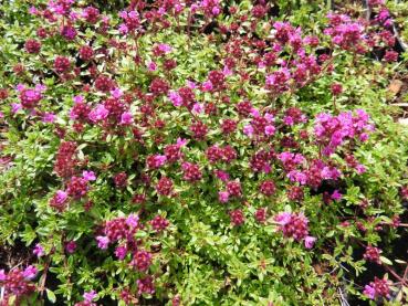 Thymus serpyllum Creeping Red in voller Blütenpracht