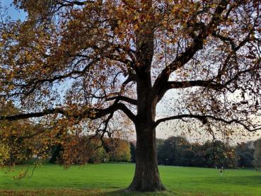 Alter Tulpenbaum im Oktober