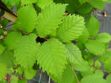 Ulmus japonica - Japansk alm