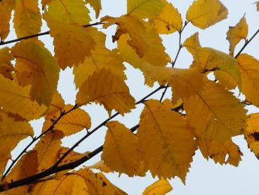 Ulmus laevis in Herbstfärbung