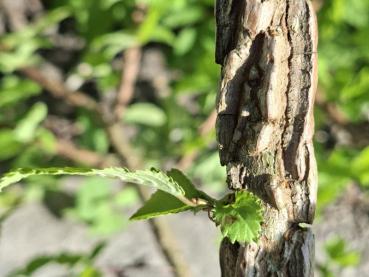 Korkulme - Ulmus minor var. suberosa