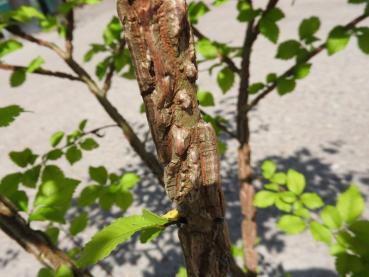 Preview: Korkulme - Ulmus minor var. suberosa