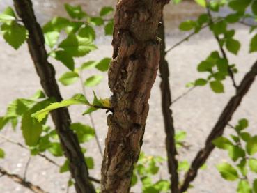 Korkalm, Ulmus minor Suberosa