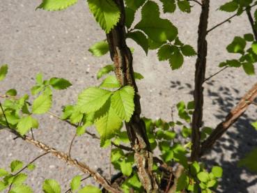 Korkalm, Ulmus minor Suberosa