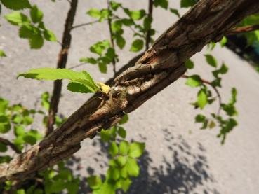 Korkalm, Ulmus minor Suberosa