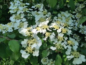 Japansk Snöbollsbuske, Japanskt olvon, Viburnum plicatum Mariesii