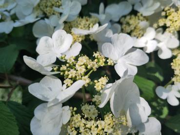 Japansk Snöbollsbuske, Japanskt olvon, Viburnum plicatum Mariesii