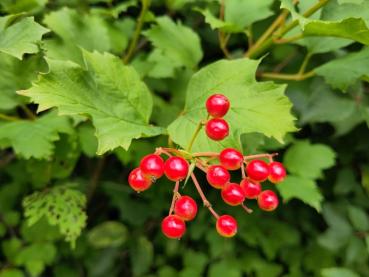 Gemeiner Schneeball - rote Beeren