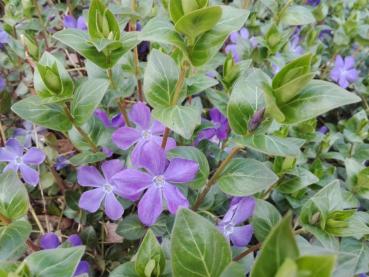 Reiche blaue Blüte im April - das Großblättrige Immergrün