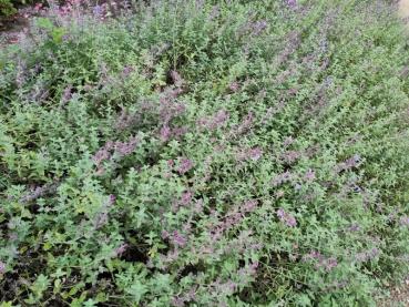 .Nepeta faassenii Walkers Low