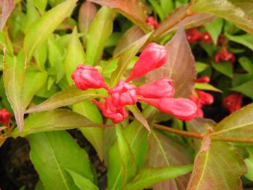 Trädgårdsprakttry All Summer Red - Weigela florida All Summer Red