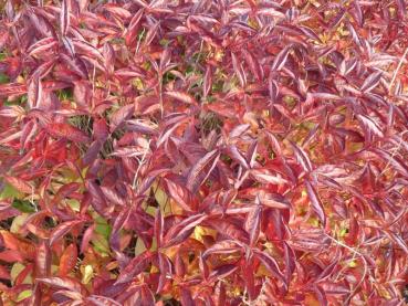 Wunderschöne, leuchtend rote Herbstfärbung der Weigelie Wings of Fire