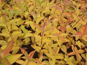 Rosa Weigelie mit gelber und roter Herbstfärbung