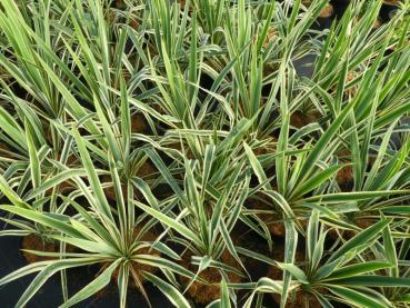 Palmlilie Bright Edge - Yucca filamentosa Bright Edge