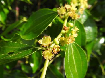 Jujube Parvenec - Ziziphus jujuba Parvenec