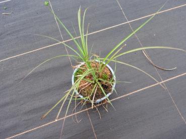 Chinaschilf Yakushima Dwarf - .Miscanthus sinensis Yakushima Dwarf