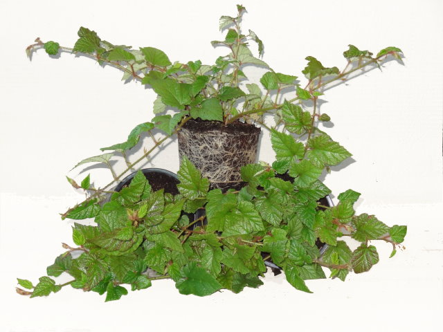 Baumschule Eggert - Blütensträucher, Baumschulen, Heckenpflanzen ...